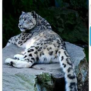 Meet your Posher, Sheliegh