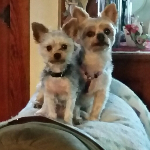 Meet your Posher, Carrie - Picture 1 of 1