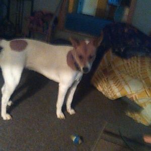 Meet your Posher, Penny