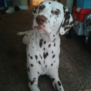 Meet your Posher, Hunner