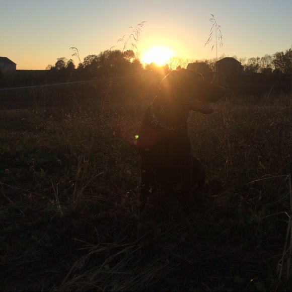 Meet your Posher, Riley