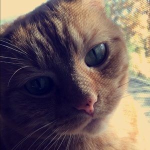 Meet your Posher, Sam