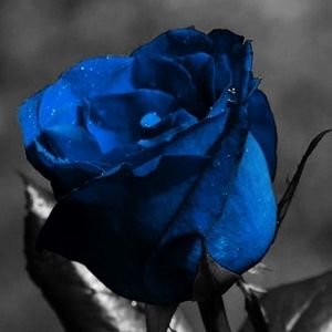 Meet your Posher, Sue