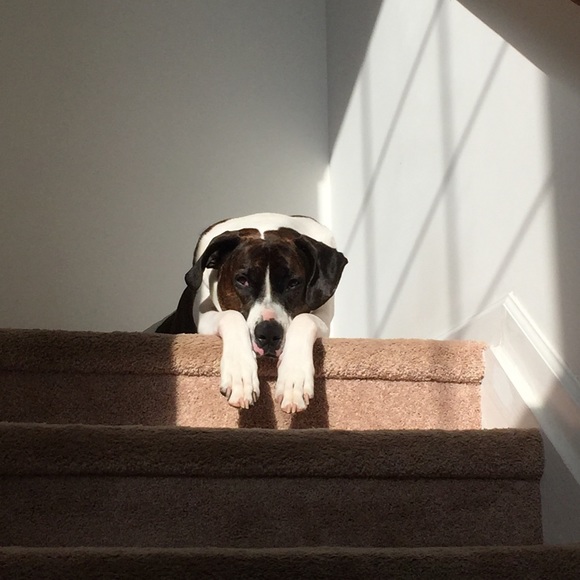 Meet your Posher, Sara - Picture 1 of 1