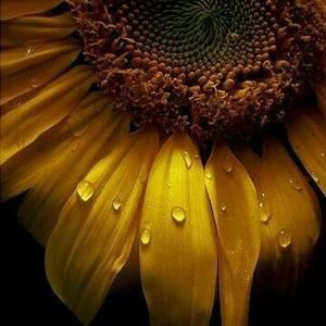 Meet your Posher, Trinity