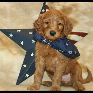 Meet your Posher, Billijo