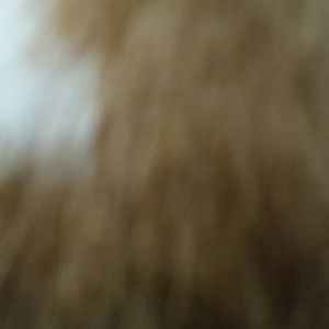 Meet your Posher, Shannon