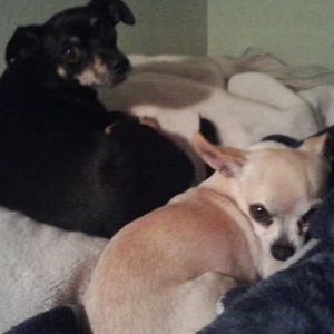 Meet your Posher, Lacey