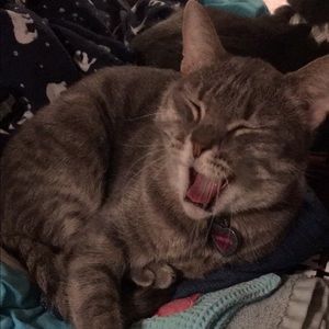 Meet your Posher, Mankin