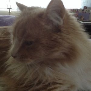 Meet your Posher, Carrie