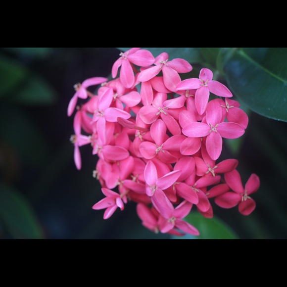 Meet your Posher, Cristi - Picture 1 of 1