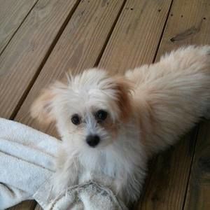 Meet your Posher, Gloria