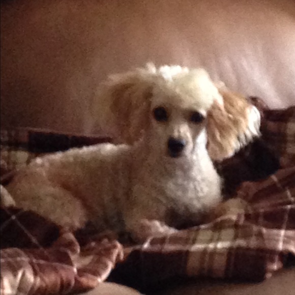 Meet your Posher, Paula - Picture 4 of 4