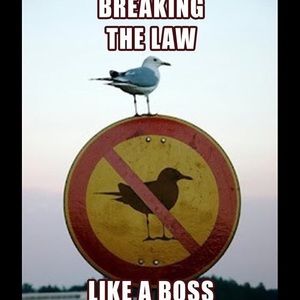 Meet your Posher, Anne