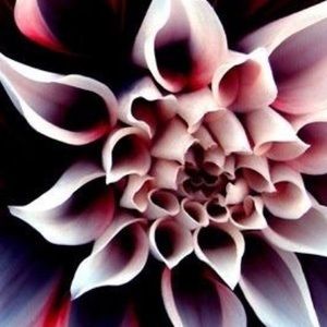 Meet your Posher, Arianna