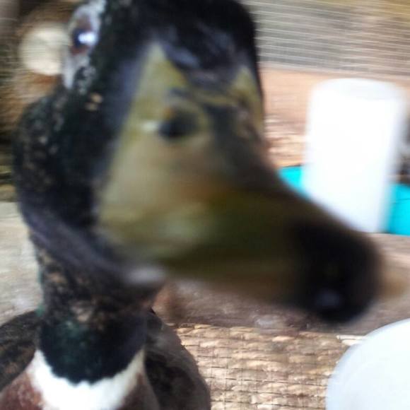 Meet your Posher, Sharon