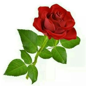 Meet your Posher, Rosy