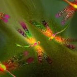 Meet your Posher, Kym