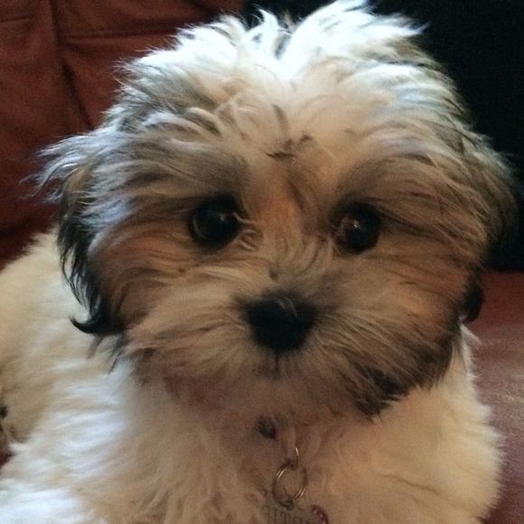 Meet your Posher, Tina - Picture 1 of 1