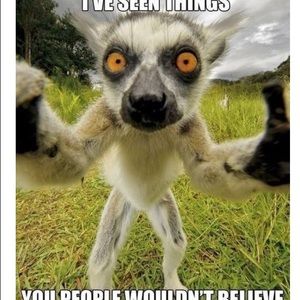 Meet your Posher, Dawn