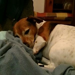 Meet your Posher, Annie