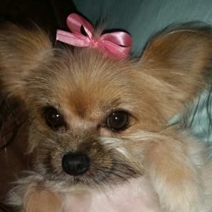 Meet your Posher, Susan