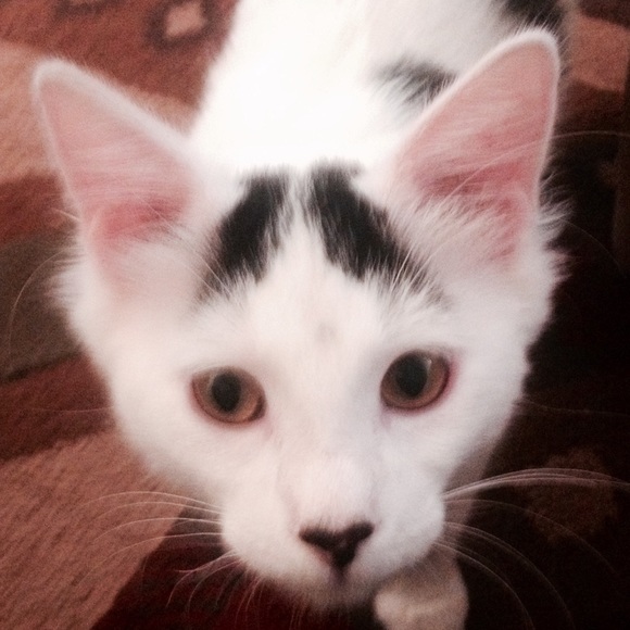 Meet your Posher, Devon - Picture 1 of 1