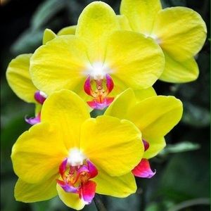 Meet your Posher, Roxy