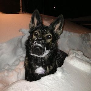 Meet your Posher, Shannon