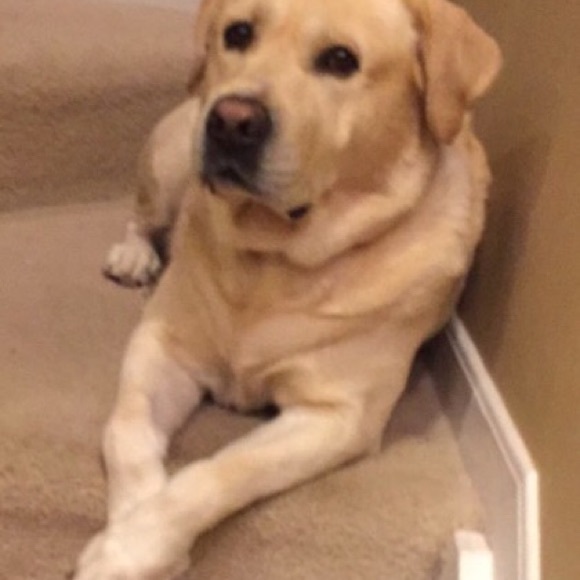 Meet your Posher, Trish - Picture 1 of 1