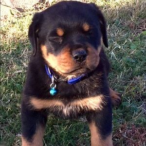 Meet your Posher, Paula