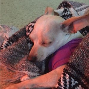 Meet your Posher, Abby