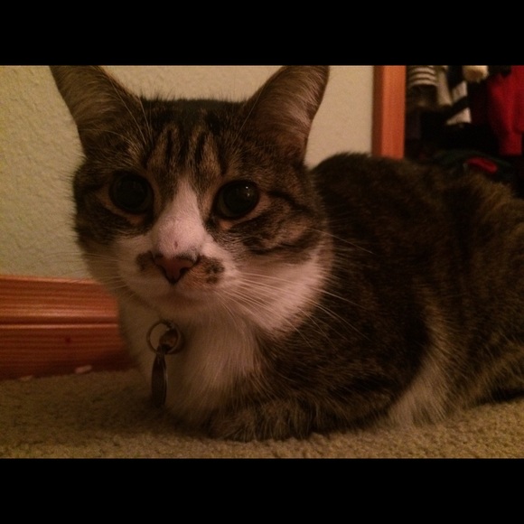 Meet your Posher, Beronica - Picture 1 of 1