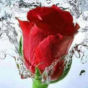 Meet your Posher, Ann marie