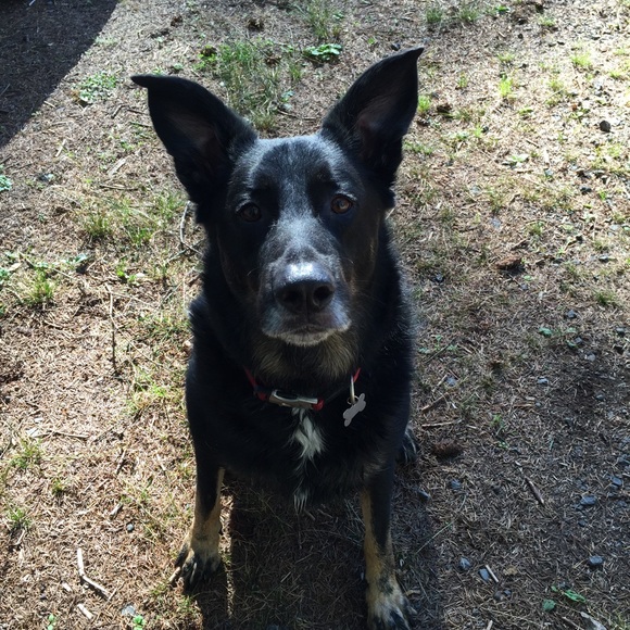 Meet your Posher, Ariel - Picture 1 of 1