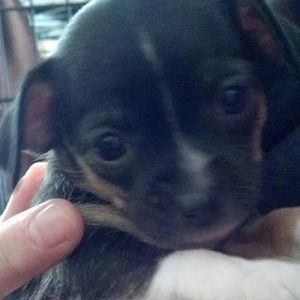 Meet your Posher, Shelley