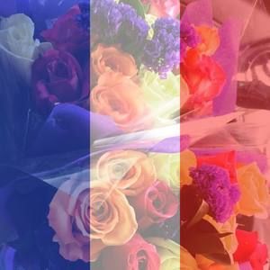 Meet your Posher, Belinda