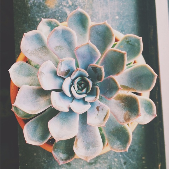 Meet your Posher, Isabella