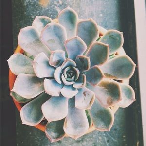 Meet your Posher, Isabella