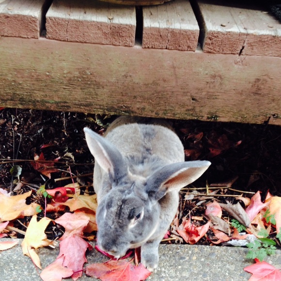 Meet your Posher, Autumn - Picture 3 of 3