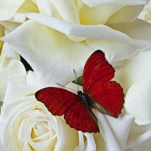 Meet your Posher, Christine