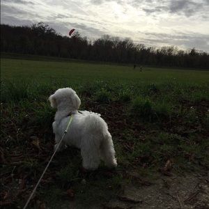 Meet your Posher, Oh young