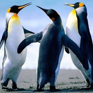 Meet your Posher, Orlando