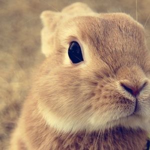 Meet your Posher, Tember