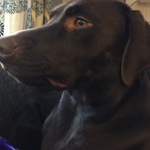 Meet your Posher, Dawn