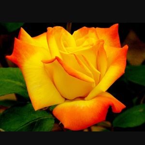 Meet your Posher, Denise