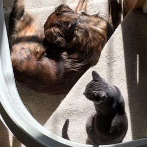 Meet your Posher, Samantha