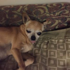 Meet your Posher, Josefa