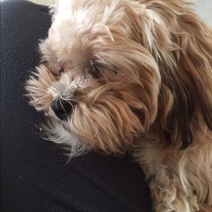 Meet your Posher, Brandy