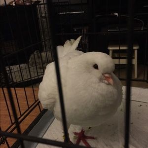 Meet your Posher, Michelle